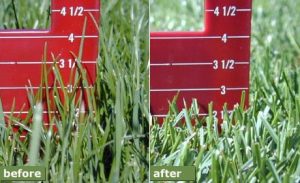 Lawn Cut Height